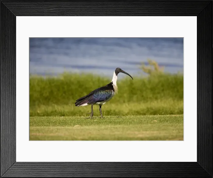 Framed Print : Straw-necked Ibis At Herdsman Lake, Perth, Western Australia. Widespread in grasslands particularly in the north and east Framed Print : Straw-necked Ibis At Herdsman Lake, Perth, Western Australia. Widespread in grasslands particularly in the north and east