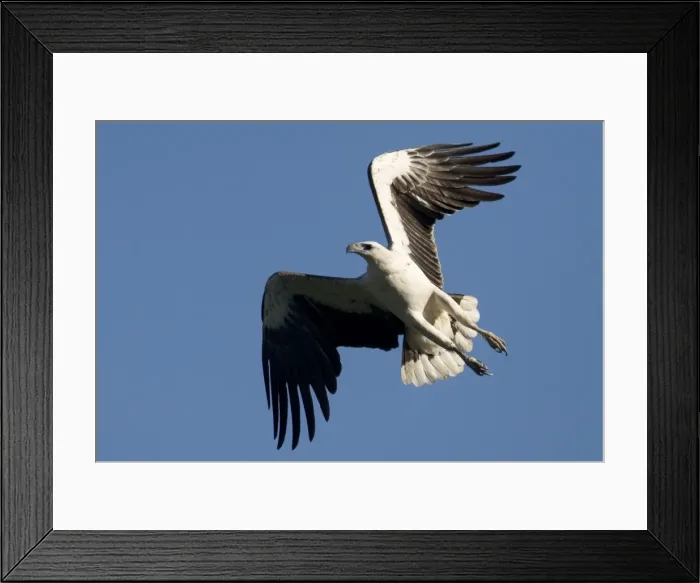 Framed Print : White-bellied Sea-Eagle In Prince Frederick Harbour, Kimberley, Western Australia. Common around Australian coasts and inland along rivers and around lakes