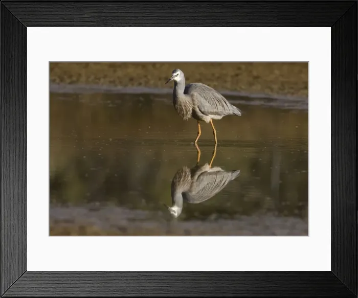 Framed Print : White-faced Heron In Kupungarri sewage pond, Gibb River Road, Kimberley, Western Australia. Common and widespread throughout most of Australia wherever there is suitable wetland or even ephemeral water Framed Print : White-faced Heron In Kupungarri sewage pond, Gibb River Road, Kimberley, Western Australia. Common and widespread throughout most of Australia wherever there is suitable wetland or even ephemeral water
