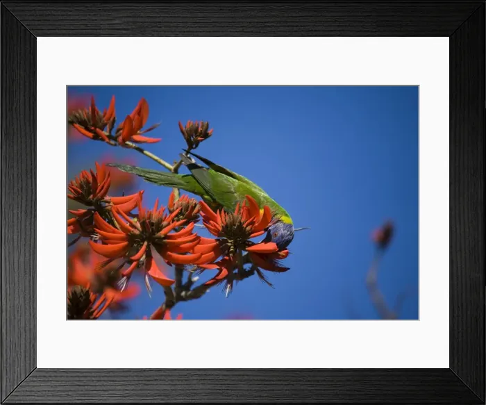 Framed Print : Rainbow Lorikeet Feeding in one of a long row of trees along the Swan River, Perth. This species does not occur naturally in Western Australia and the birds in Perth are from cage escapes Framed Print : Rainbow Lorikeet Feeding in one of a long row of trees along the Swan River, Perth. This species does not occur naturally in Western Australia and the birds in Perth are from cage escapes