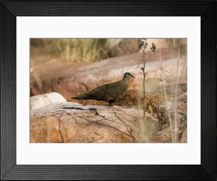 Framed Print : White-quilled Rock-Pigeon White-quilled Rock-Pigeons are restricted to the Kimberley and a small area in the far northwest of the Northern Territory. They inhabit rugged sandstone gorges and escarpments Framed Print : White-quilled Rock-Pigeon White-quilled Rock-Pigeons are restricted to the Kimberley and a small area in the far northwest of the Northern Territory. They inhabit rugged sandstone gorges and escarpments