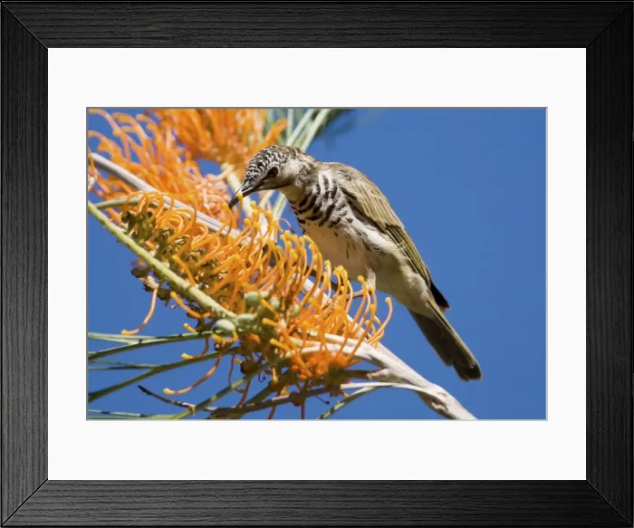 Framed Print : Bar-breasted Honeyeater - Feeding on Fern-leafed Grevillea (Grevillea pteridifolia) at Galvan's Gorge, Gibb River Road, Kimberley, Western Australia Framed Print : Bar-breasted Honeyeater - Feeding on Fern-leafed Grevillea (Grevillea pteridifolia) at Galvan's Gorge, Gibb River Road, Kimberley, Western Australia
