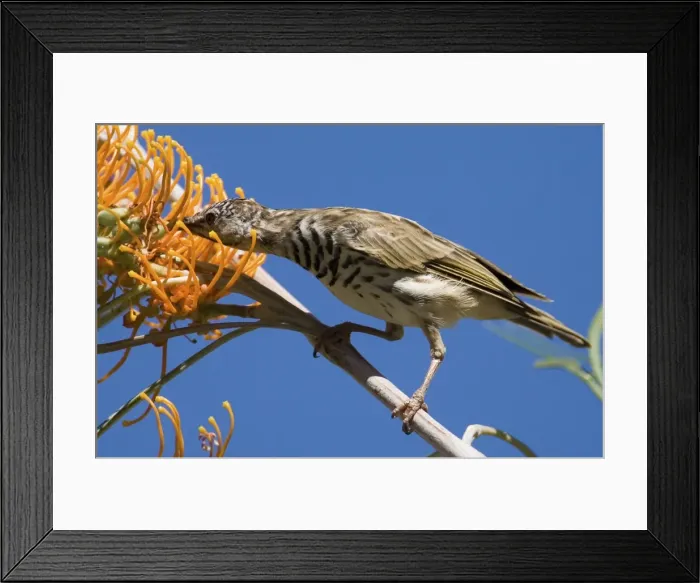 Framed Print : Bar-breasted Honeyeater - Feeding on Fern-leafed Grevillea (Grevillea pteridifolia) at Galvan's Gorge, Gibb River Road, Kimberley, Western Australia Framed Print : Bar-breasted Honeyeater - Feeding on Fern-leafed Grevillea (Grevillea pteridifolia) at Galvan's Gorge, Gibb River Road, Kimberley, Western Australia