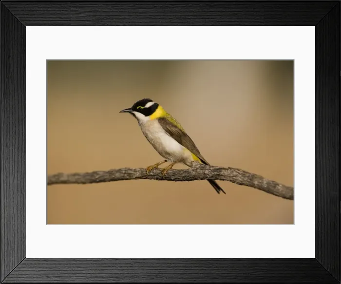 Framed Print : Black-chinned Honeyeater This golden backed subspecies is found in the far north of Western Australia and Northern Territory. Inhabits eucalyptus woodlands and tree-lined watercourses in arid regions