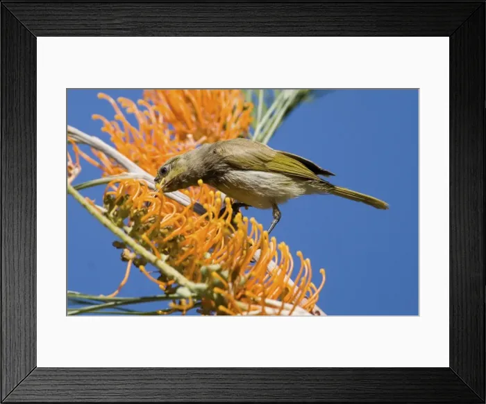 Framed Print : Brown Honeyeater - feeding on Fern-leafed Grevillea (Grevillea pteridifolia). At Galvan's Gorge, Gibb River Road, Kimberley, Western Australia Framed Print : Brown Honeyeater - feeding on Fern-leafed Grevillea (Grevillea pteridifolia). At Galvan's Gorge, Gibb River Road, Kimberley, Western Australia