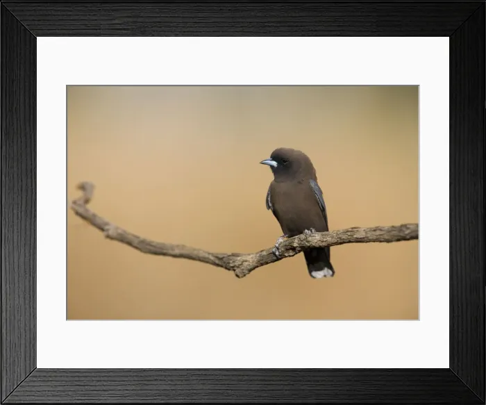 Framed Print : Little Woodswallow Usually found around escarpments but also in open tropical grassy woodlands. Throughout most of Australia except the south. Near Mt Barnett, Gibb River Road, Kimberley, Australia Framed Print : Little Woodswallow Usually found around escarpments but also in open tropical grassy woodlands. Throughout most of Australia except the south. Near Mt Barnett, Gibb River Road, Kimberley, Australia