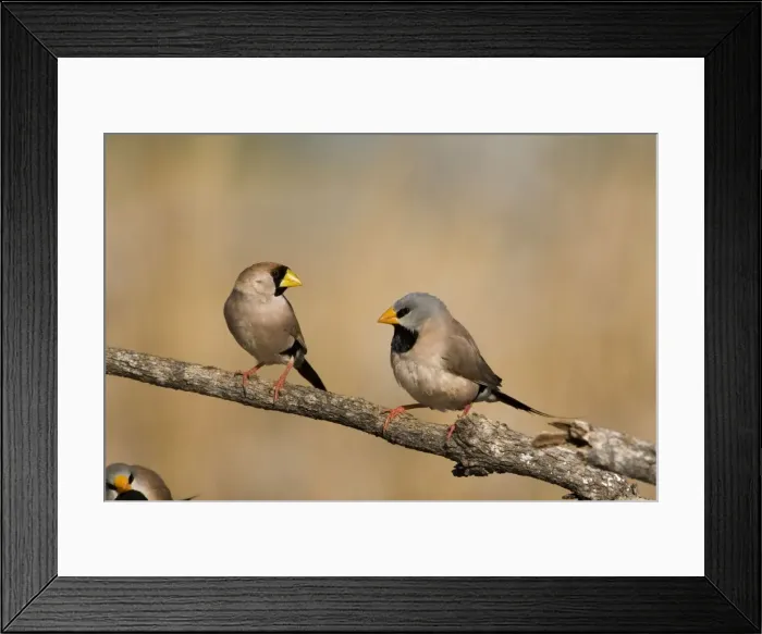 Framed Print : Masked Finch and Long-tailed Finch (Poephila acuticauda) Coming to drink at an overflowing cattle trough near Mt Barnett, Gibb River Road, Kimberley, Western Australia. These birds found in open grassy woodlands across the Top End Framed Print : Masked Finch and Long-tailed Finch (Poephila acuticauda) Coming to drink at an overflowing cattle trough near Mt Barnett, Gibb River Road, Kimberley, Western Australia. These birds found in open grassy woodlands across the Top End