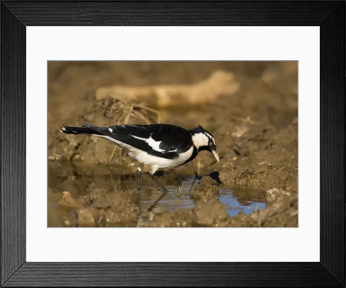 Framed Print : Magpie-lark Male at overflowing cattle trough, Gibb River Road, Kimberley, Western Australia. One of the most common birds in Australia, found in most habitats from cities to the outback Framed Print : Magpie-lark Male at overflowing cattle trough, Gibb River Road, Kimberley, Western Australia. One of the most common birds in Australia, found in most habitats from cities to the outback