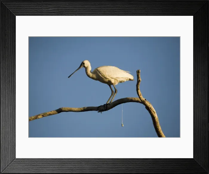 Framed Print : Royal Spoonbill - defecating Inhabits wetlands both coastal and inland particularly in the north and east of Australia. At Mt Barnett sewage ponds, Gibb River Road, Kimberley, Western Australia Framed Print : Royal Spoonbill - defecating Inhabits wetlands both coastal and inland particularly in the north and east of Australia. At Mt Barnett sewage ponds, Gibb River Road, Kimberley, Western Australia
