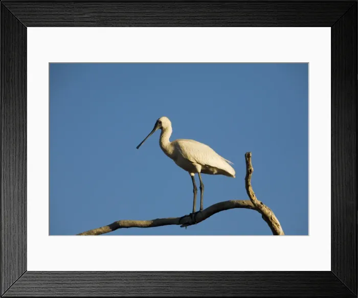 Framed Print : Royal Spoonbill Inhabits wetlands both coastal and inland particularly in the north and east of Australia. At Mt Barnett sewage ponds, Gibb River Road, Kimberley, Western Australia Framed Print : Royal Spoonbill Inhabits wetlands both coastal and inland particularly in the north and east of Australia. At Mt Barnett sewage ponds, Gibb River Road, Kimberley, Western Australia
