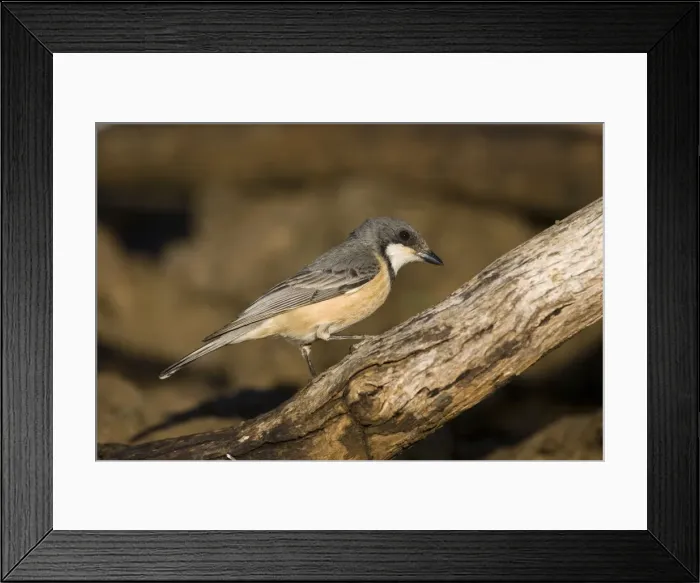Framed Print : Rufous Whistler Widespread throughout Australia in most habitats particularly open woodland, mallee and scrub but less common in wet forests. Coming to drink at an overflowing cattle trough, along the Gibb River Road, Kimberley Framed Print : Rufous Whistler Widespread throughout Australia in most habitats particularly open woodland, mallee and scrub but less common in wet forests. Coming to drink at an overflowing cattle trough, along the Gibb River Road, Kimberley