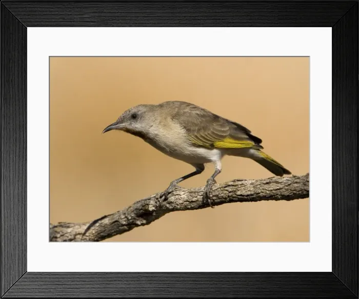 Framed Print : Rufous-throated Honeyeater Coming to drink at an overflowing cattle trough near Mt Barnett, Gibb River Road, Kimberley, Western Australia. Found across the Top End from Kimberley to north Queensland