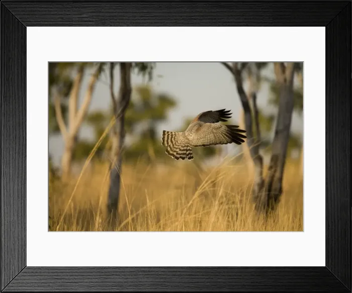 Framed Print : Spotted Harrier - This bird had seen prey on the ground and was about to drop onto it. Near Mt Barnett, Gibb River Road, Kimberley, Western Australia Framed Print : Spotted Harrier - This bird had seen prey on the ground and was about to drop onto it. Near Mt Barnett, Gibb River Road, Kimberley, Western Australia