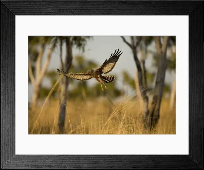 Framed Print : Spotted Harrier - This bird had seen prey on the ground and was about to drop onto it. Near Mt Barnett, Gibb River Road, Kimberley, Western Australia Framed Print : Spotted Harrier - This bird had seen prey on the ground and was about to drop onto it. Near Mt Barnett, Gibb River Road, Kimberley, Western Australia