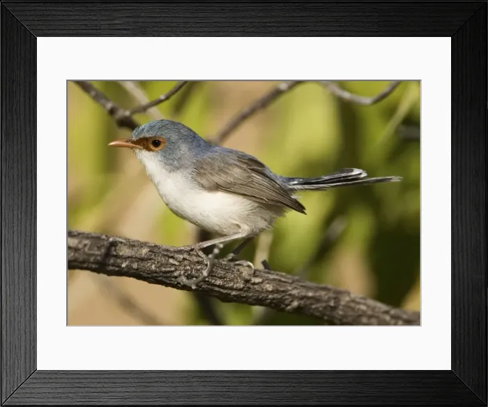 Framed Print : Variegated Fairy-wren Female of the subspecies rogersi previously a full species known as Lavender-flanked Fairy-wren and restricted to rocky sandstone escarpments Framed Print : Variegated Fairy-wren Female of the subspecies rogersi previously a full species known as Lavender-flanked Fairy-wren and restricted to rocky sandstone escarpments