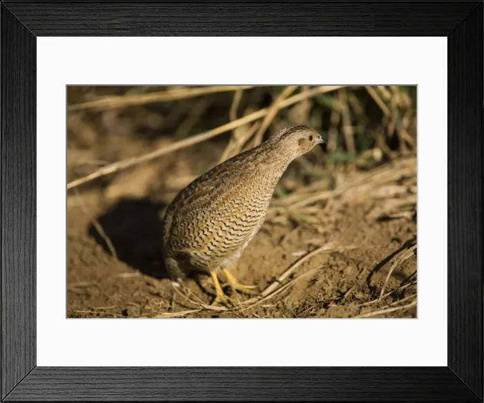 Framed Print : Brown Quail - Coming out of grass cautiously this Brown Quail peers around to see that the coast is clear. At an overflowing cattle trough near the Gibb River Road, Kimberley, Western Australia Framed Print : Brown Quail - Coming out of grass cautiously this Brown Quail peers around to see that the coast is clear. At an overflowing cattle trough near the Gibb River Road, Kimberley, Western Australia