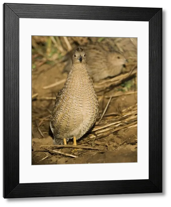Framed Print : Brown Quail - Inhabits dense grasslands around much of Australia except for the drier inland areas. At an overflowing cattle trough near the Gibb River Road, Kimberley, Western Australia Framed Print : Brown Quail - Inhabits dense grasslands around much of Australia except for the drier inland areas. At an overflowing cattle trough near the Gibb River Road, Kimberley, Western Australia