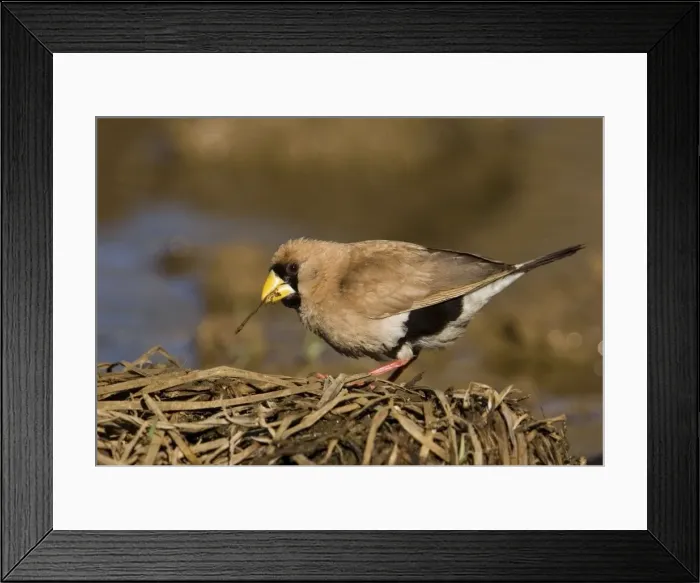 Framed Print : Masked Finch - Near an overflowing cattle trough along the Gibb River Road, Kimberley, Western Australia Framed Print : Masked Finch - Near an overflowing cattle trough along the Gibb River Road, Kimberley, Western Australia