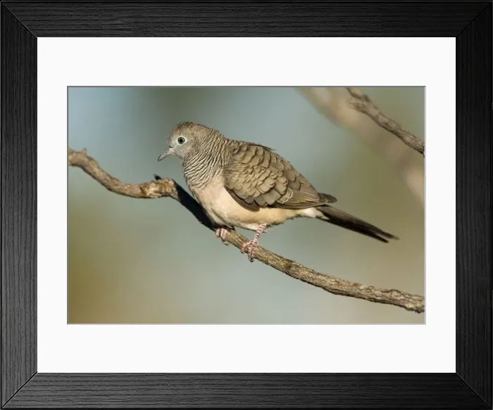 Framed Print : Peaceful Dove Near an overflowing cattle trough, Gibb River Road, Kimberley, Western Australia Framed Print : Peaceful Dove Near an overflowing cattle trough, Gibb River Road, Kimberley, Western Australia