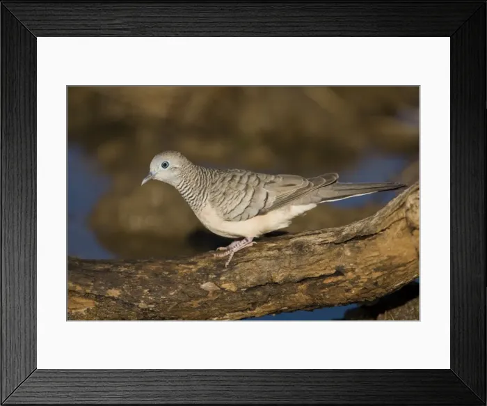Framed Print : Peaceful Dove Near an overflowing cattle trough, Gibb River Road, Kimberley, Western Australia Framed Print : Peaceful Dove Near an overflowing cattle trough, Gibb River Road, Kimberley, Western Australia