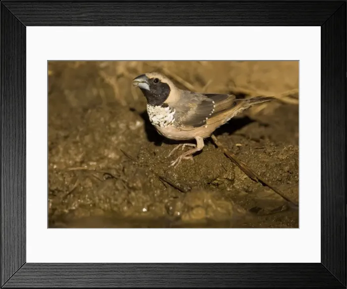 Framed Print : Pictorella Mannikin - male drinking A male drinking at an overflowing cattle trough near the Gibb River Road, Kimberley, Western Australia Framed Print : Pictorella Mannikin - male drinking A male drinking at an overflowing cattle trough near the Gibb River Road, Kimberley, Western Australia