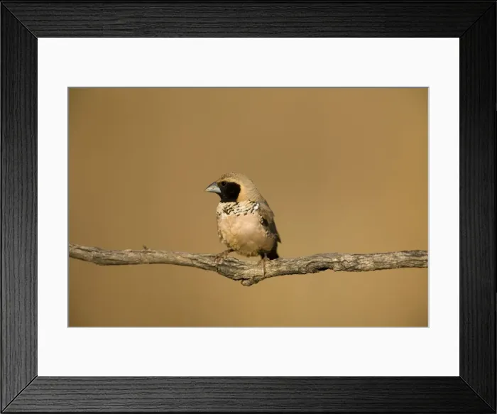 Framed Print : Pictorella Mannikin - male A male at an overflowing cattle trough near the Gibb River Road, Kimberley, Western Australia