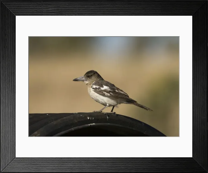 Framed Print : Pied Butcherbird female On the cover of a cattle watering trough, near Gibb River Road, Kimberley, Western Australia Framed Print : Pied Butcherbird female On the cover of a cattle watering trough, near Gibb River Road, Kimberley, Western Australia
