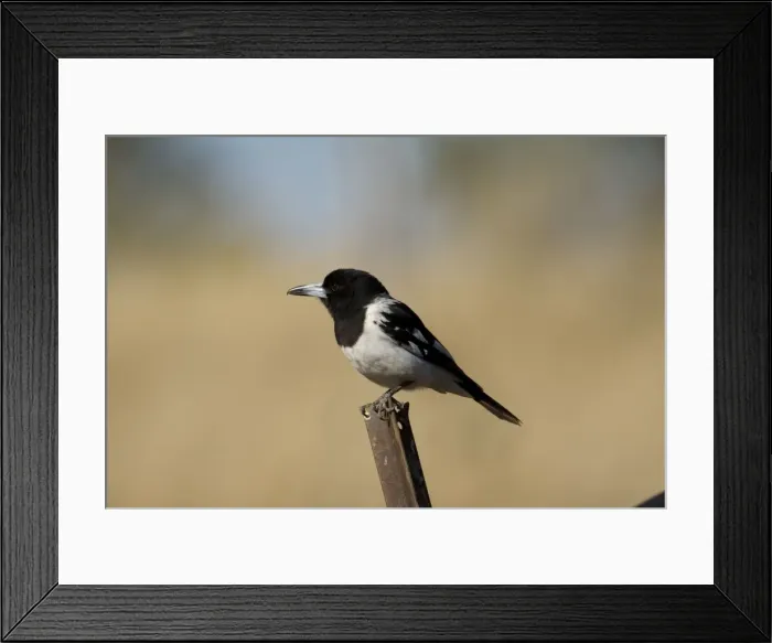Framed Print : Pied Butcherbird male Near a cattle watering trough, near Gibb River Road, Kimberley, Western Australia Framed Print : Pied Butcherbird male Near a cattle watering trough, near Gibb River Road, Kimberley, Western Australia