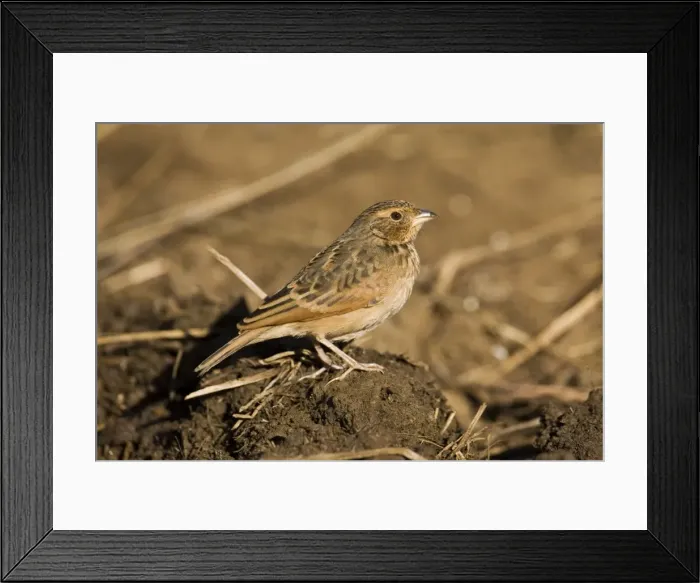 Framed Print : Singing Bushlark Previously known as Horsfield's Bushlark. This reddish-plumaged bird is the forresti subspecies found in the Kimberley. Near an overflowing cattle trough along the Gibb River Road, Mt Barnett, Kimberley Framed Print : Singing Bushlark Previously known as Horsfield's Bushlark. This reddish-plumaged bird is the forresti subspecies found in the Kimberley. Near an overflowing cattle trough along the Gibb River Road, Mt Barnett, Kimberley