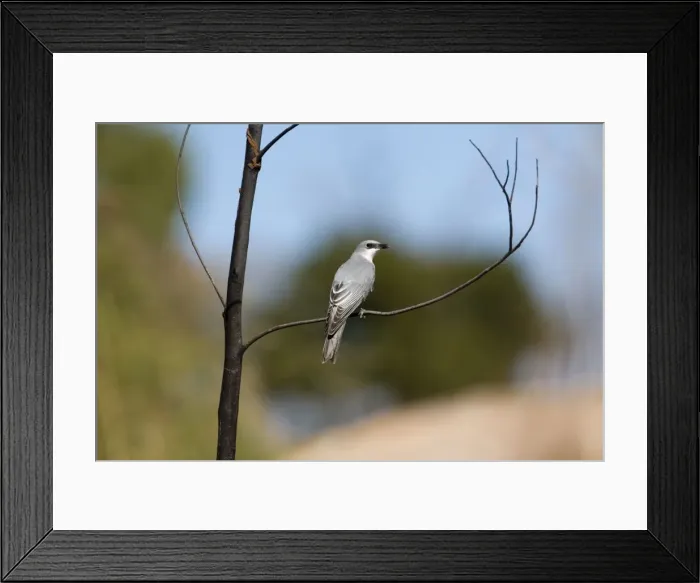 Framed Print : White-bellied Cuckoo-shrike At Manning Gorge, Kimberley, Western Australia Framed Print : White-bellied Cuckoo-shrike At Manning Gorge, Kimberley, Western Australia