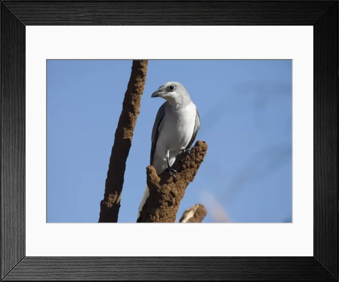 Framed Print : White-bellied Cuckoo-shrike Found in woodland across the top end of Australia and down the east coast. At Manning Gorge, Kimberley, Western Australia Framed Print : White-bellied Cuckoo-shrike Found in woodland across the top end of Australia and down the east coast. At Manning Gorge, Kimberley, Western Australia