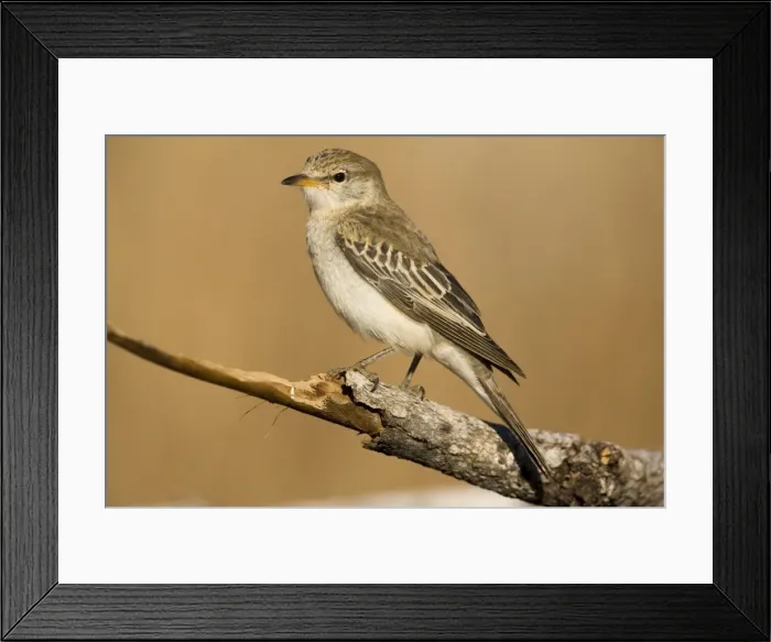 Framed Print : White-winged Triller female At an overflowing cattle trough near the Gibb River Road, Kimberley, Western Australia Framed Print : White-winged Triller female At an overflowing cattle trough near the Gibb River Road, Kimberley, Western Australia