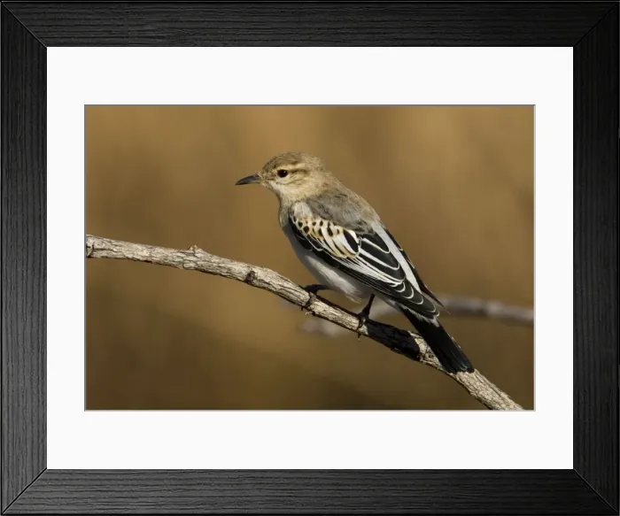 Framed Print : White-winged Triller - Male moulting into breeding plumage. At an overflowing cattle trough near the Gibb River Road, Kimberley, Western Australia Framed Print : White-winged Triller - Male moulting into breeding plumage. At an overflowing cattle trough near the Gibb River Road, Kimberley, Western Australia