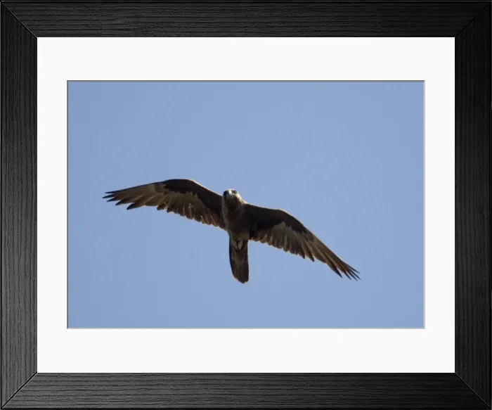 Framed Print : Black Falcon - An uncommon raptor of the arid interior. Will hunt near wet areas which attracts its prey of small birds. Flying over Munkayarra Claypan near Derby, Western Australia Framed Print : Black Falcon - An uncommon raptor of the arid interior. Will hunt near wet areas which attracts its prey of small birds. Flying over Munkayarra Claypan near Derby, Western Australia