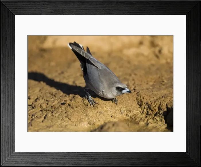 Framed Print : Black-faced Woodswallow drinking - Found almost right throughout Australia except for the southeastern coastal areas. Particularly common in drier inland areas. Near Mt Barnett, Gibb River Road, Kimberley, Western Australia Framed Print : Black-faced Woodswallow drinking - Found almost right throughout Australia except for the southeastern coastal areas. Particularly common in drier inland areas. Near Mt Barnett, Gibb River Road, Kimberley, Western Australia