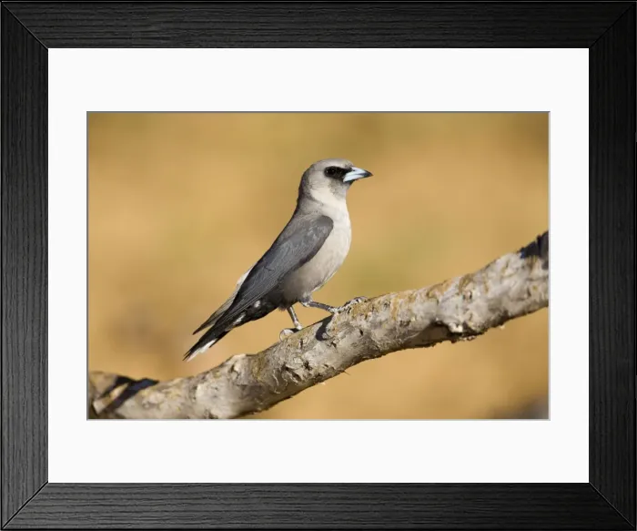 Framed Print : Black-faced Woodswallow perched - Near Mt Barnett, Gibb River Road, Kimberley, Western Australia Framed Print : Black-faced Woodswallow perched - Near Mt Barnett, Gibb River Road, Kimberley, Western Australia