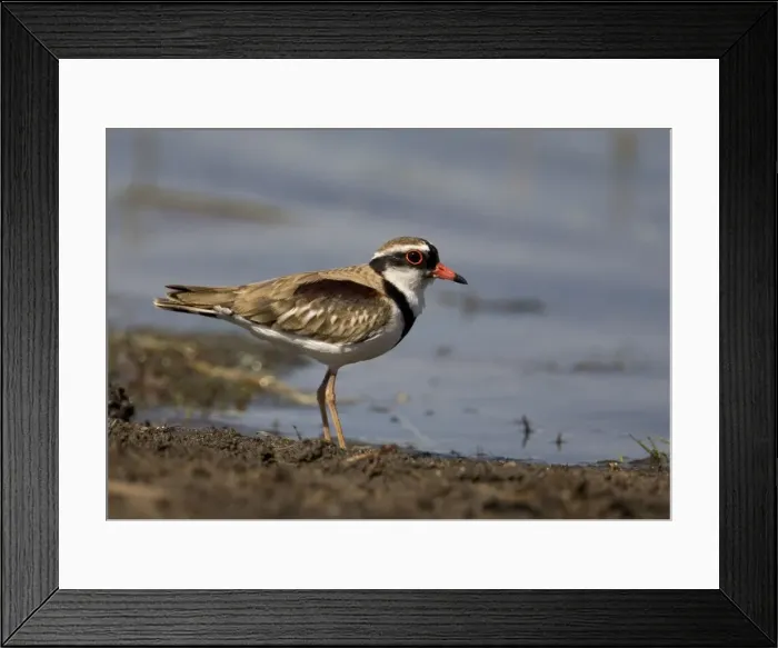 Framed Print : Black-fronted Dotterel At Munkayarra wetlands near Derby, Kimberley, Western Australia. Common and widespread throughout most of Australia wherever there is water, permanent or ephemeral Framed Print : Black-fronted Dotterel At Munkayarra wetlands near Derby, Kimberley, Western Australia. Common and widespread throughout most of Australia wherever there is water, permanent or ephemeral