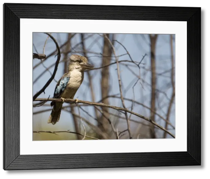 Framed Print : Blue-winged Kookaburra Inhabits open forests and woodlands across northern Australia. At Manning Gorge, Gibb River Road, Kimberley, Western Australia Framed Print : Blue-winged Kookaburra Inhabits open forests and woodlands across northern Australia. At Manning Gorge, Gibb River Road, Kimberley, Western Australia