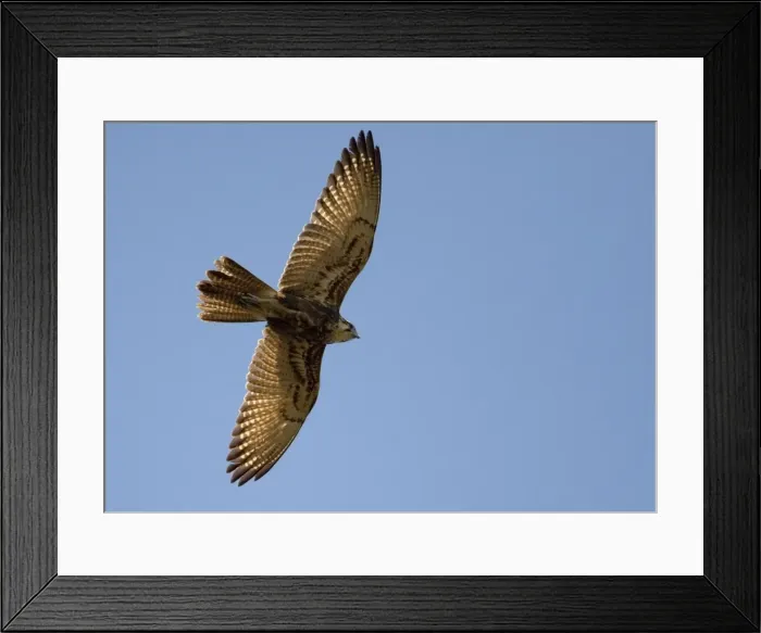 Framed Print : Brown Falcon Widespread right throughout Australia in all open habitat types. Flying above Munkayarra wetlands near Derby, Western Australia Framed Print : Brown Falcon Widespread right throughout Australia in all open habitat types. Flying above Munkayarra wetlands near Derby, Western Australia