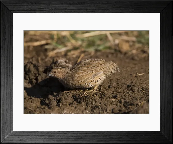 Framed Print : Brown Quail drinking Inhabits dense grasslands around much of Australia except for the drier inland areas. At an overflowing cattle trough near the Gibb River Road, Kimberley, Western Australia Framed Print : Brown Quail drinking Inhabits dense grasslands around much of Australia except for the drier inland areas. At an overflowing cattle trough near the Gibb River Road, Kimberley, Western Australia