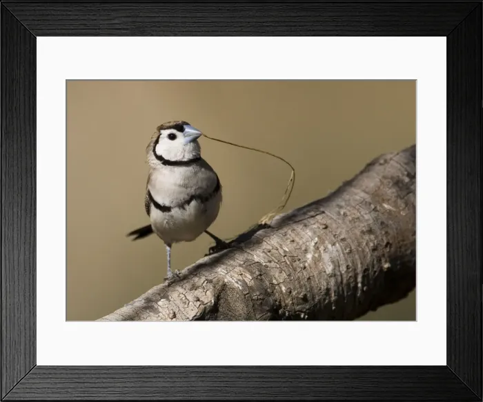 Framed Print : Double-barred Finch with nesting material Inhabits grassy woodlands throughout northern and eastern Australia. At Manning Gorge, Kimberley, Western Australia Framed Print : Double-barred Finch with nesting material Inhabits grassy woodlands throughout northern and eastern Australia. At Manning Gorge, Kimberley, Western Australia