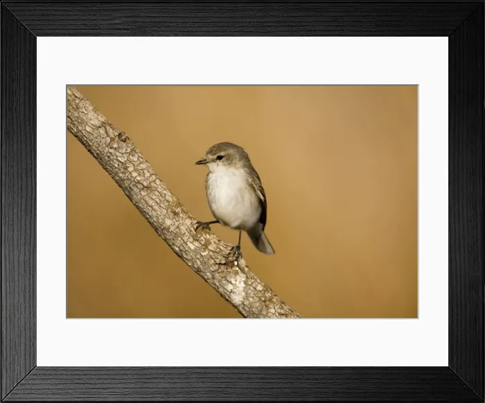 Framed Print : Jacky Winter Widespread in most of Australia except for the arid central and western areas. Usually found in drier woodlands and open country. Along the Gibb River Road near Mt Barnett, Kimberley, Western Australia Framed Print : Jacky Winter Widespread in most of Australia except for the arid central and western areas. Usually found in drier woodlands and open country. Along the Gibb River Road near Mt Barnett, Kimberley, Western Australia