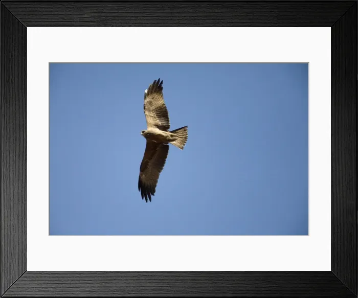 Framed Print : Little Eagle The Little Eagle along with the Wedge-tailed are the only 2 true eagles in Australia. They inhabit open country from agricultural lands to woodlands and forests Framed Print : Little Eagle The Little Eagle along with the Wedge-tailed are the only 2 true eagles in Australia. They inhabit open country from agricultural lands to woodlands and forests