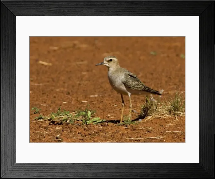 Framed Print : Oriental Plover - A migrant from Mongolia and Russia which prefers drier inland areas where the grass is short. At Mt Barnett airstrip, Gibb River Road, Kimberley, Western Australia Framed Print : Oriental Plover - A migrant from Mongolia and Russia which prefers drier inland areas where the grass is short. At Mt Barnett airstrip, Gibb River Road, Kimberley, Western Australia