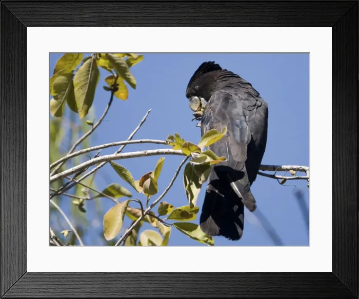 Framed Print : Red-tailed Black-Cockatoo Common across the north and southwest of Australia but rare elsewhere. Inhabits forests and woodlands and open areas with trees. Often in large flocks. A male at Manning Gorge, Kimberley, Western Australia Framed Print : Red-tailed Black-Cockatoo Common across the north and southwest of Australia but rare elsewhere. Inhabits forests and woodlands and open areas with trees. Often in large flocks. A male at Manning Gorge, Kimberley, Western Australia