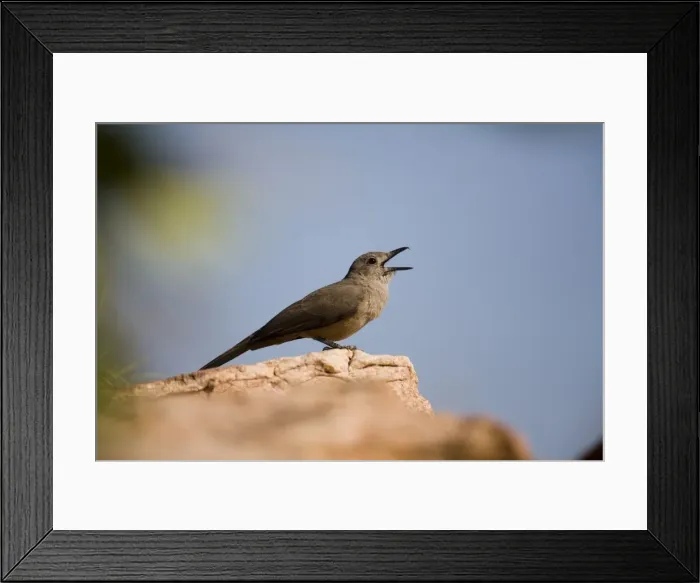 Framed Print : Sandstone Shrike-thrush singing Inhabits rugged sandstone gorges and escarpments from the Kimberley and across the top end of the Northern Territory. At Manning Gorge, Kimberley, Western Australia Framed Print : Sandstone Shrike-thrush singing Inhabits rugged sandstone gorges and escarpments from the Kimberley and across the top end of the Northern Territory. At Manning Gorge, Kimberley, Western Australia