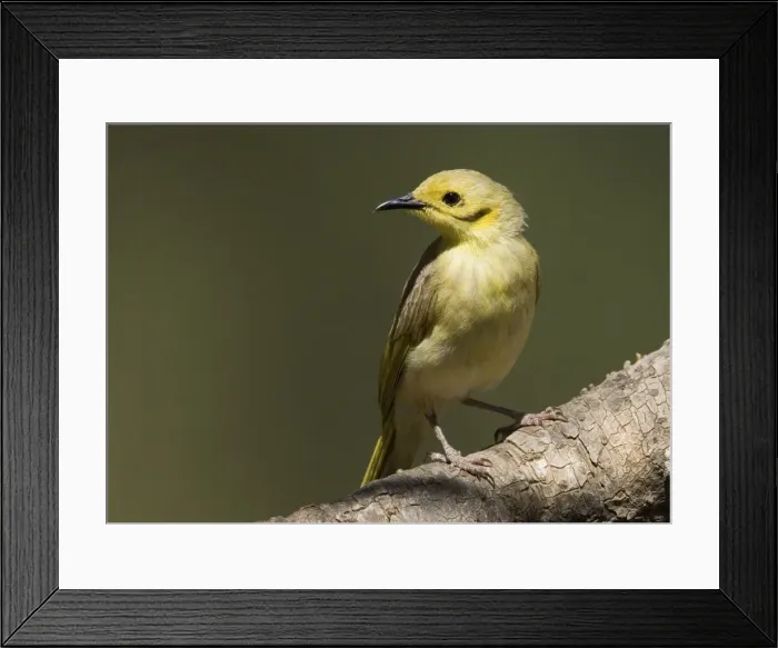 Framed Print : Yellow-tinted Honeyeater Found across the Top End from the Kimberley to northwest Queensland. At the Barnett River, Kimberley, Western Australia Framed Print : Yellow-tinted Honeyeater Found across the Top End from the Kimberley to northwest Queensland. At the Barnett River, Kimberley, Western Australia