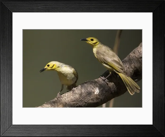 Framed Print : Yellow-tinted Honeyeaters Found across the Top End from the Kimberley to northwest Queensland. At the Barnett River, Kimberley, Western Australia Framed Print : Yellow-tinted Honeyeaters Found across the Top End from the Kimberley to northwest Queensland. At the Barnett River, Kimberley, Western Australia