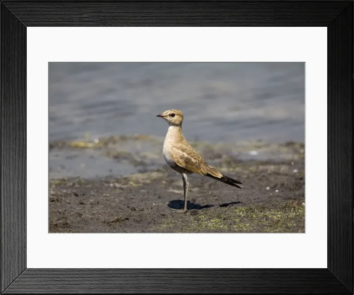 Framed Print : Australian Pratincole Inhabits drier areas of inland Australia. This bird had turned up at the edge of Munkayarra wetland near Derby, Western Australia Framed Print : Australian Pratincole Inhabits drier areas of inland Australia. This bird had turned up at the edge of Munkayarra wetland near Derby, Western Australia