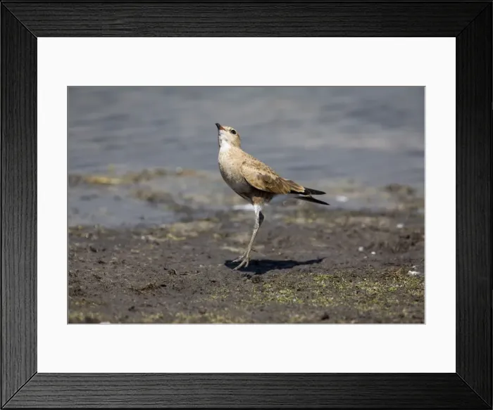 Framed Print : Australian Pratincole peering skyward Inhabits drier areas of inland Australia. This bird had turned up at the edge of Munkayarra wetland near Derby, Western Australia Framed Print : Australian Pratincole peering skyward Inhabits drier areas of inland Australia. This bird had turned up at the edge of Munkayarra wetland near Derby, Western Australia